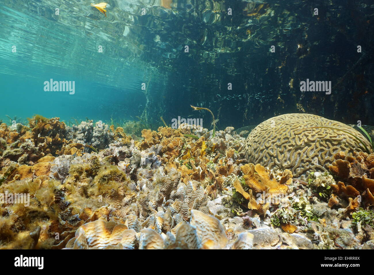 Shallow seafloor with Thin leaf lettuce coral and Brain coral near mangrove, Caribbean sea, Panama Stock Photo