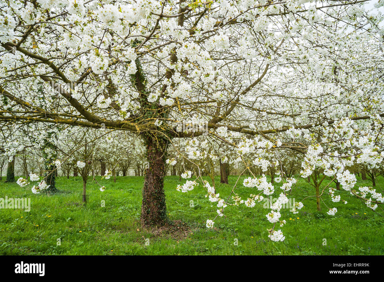 Period Of Flowering Hi Res Stock Photography And Images   Alamy