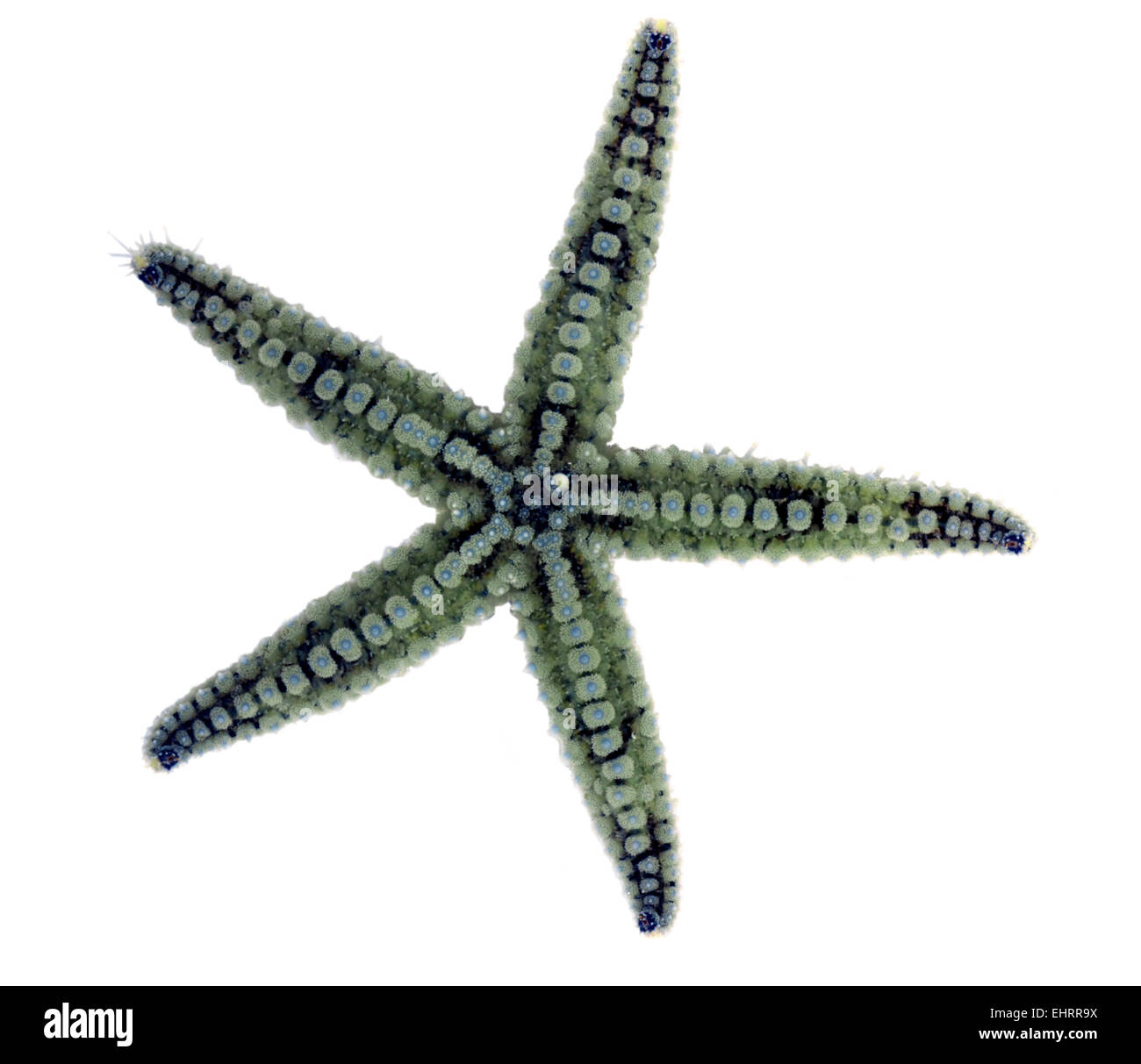 Spiny Starfish - marthasterias glacialis Stock Photo