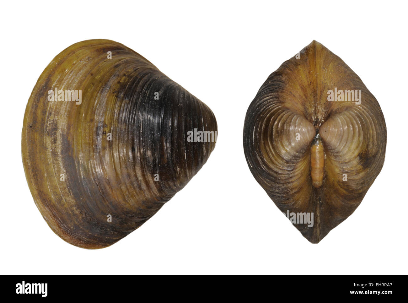 Asiatic Clam - Corbicula fluminea Stock Photo