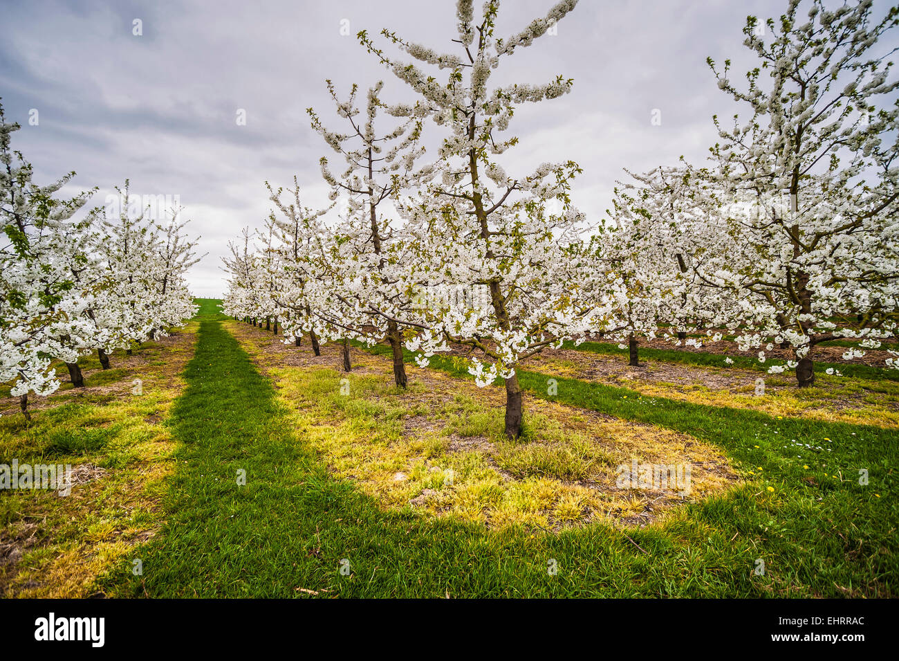 young apple trees blooming at springtime Stock Photo