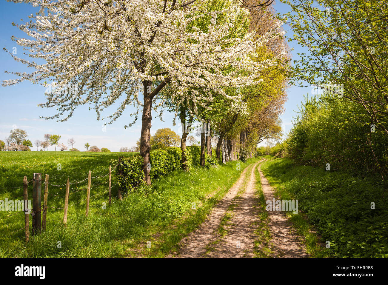Footpath in springtime in rural countryside Stock Photo