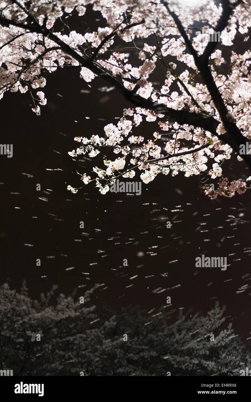 Asia, Republic of Korea, South Korea, Jinhei, spring cherry blossom festival Stock Photo