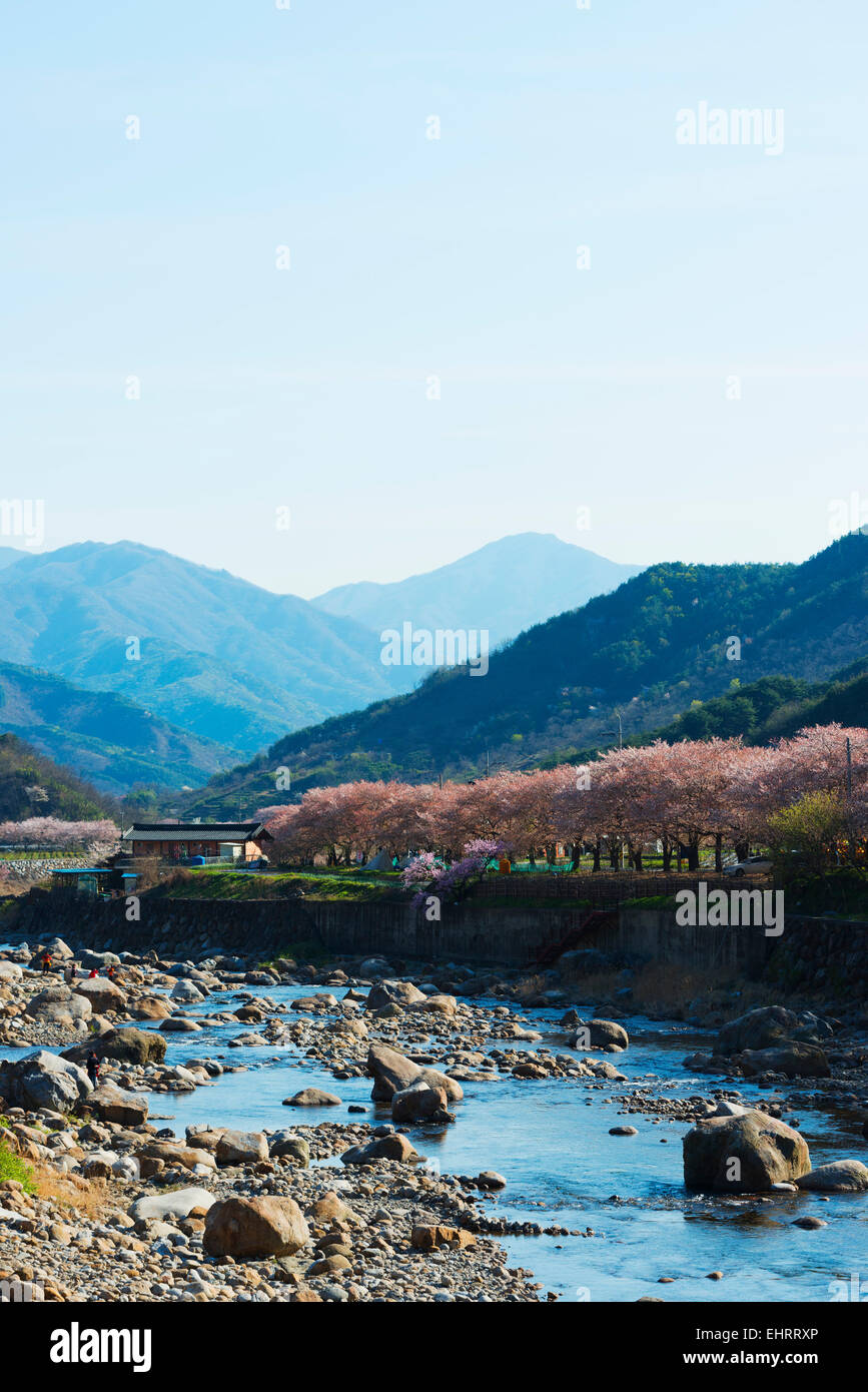 Asia, Republic of Korea, South Korea, Gyeongsangnam-do, Jirisan National Park, spring blossom Stock Photo