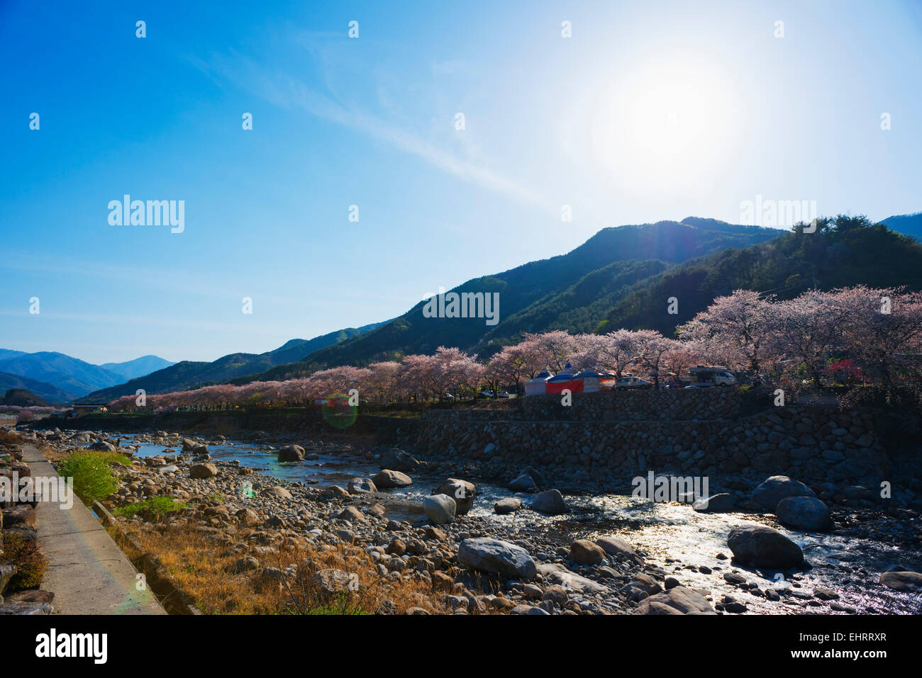 Asia, Republic of Korea, South Korea, Gyeongsangnam-do, Jirisan National Park, spring blossom Stock Photo