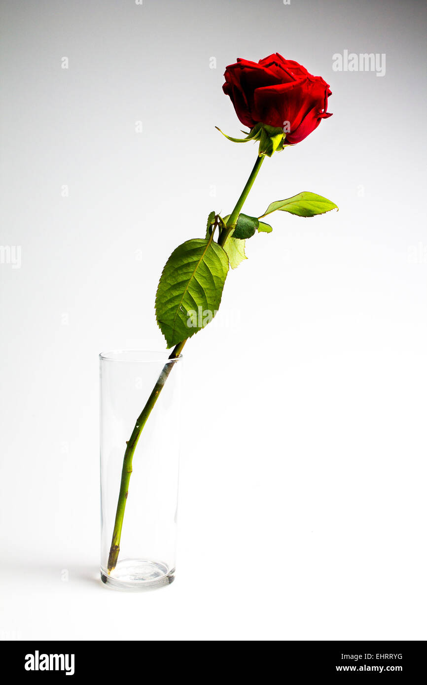 Image of red rose stem with leaves hi-res stock photography and images ...