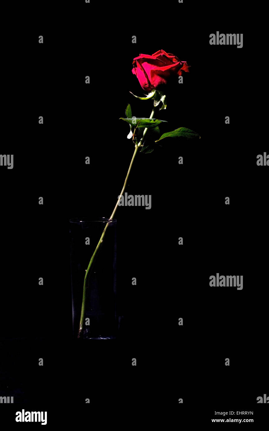 Low key rose hi-res stock photography and images - Alamy