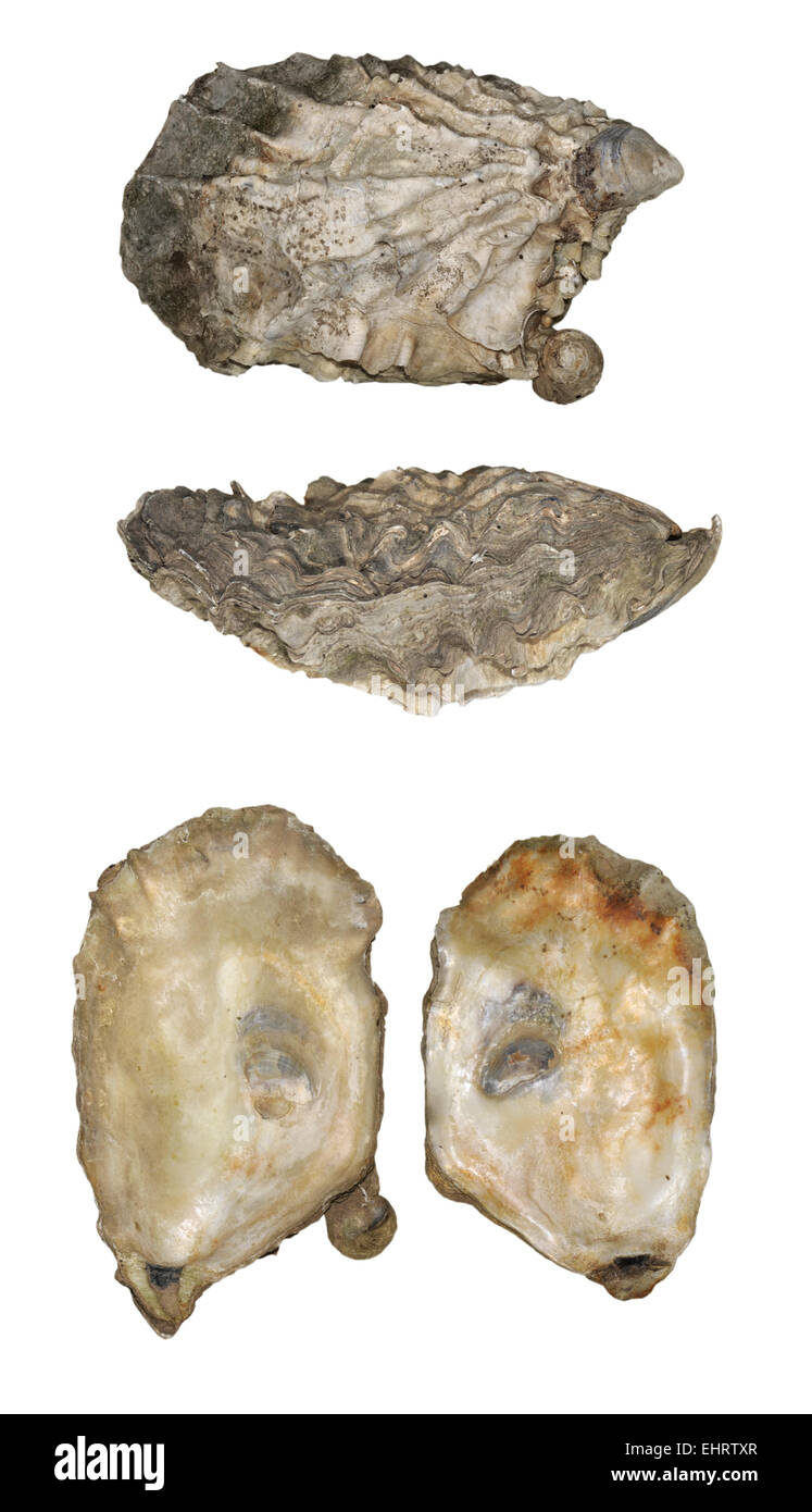 Portuguese Oyster Crassostrea gigas Stock Photo Alamy