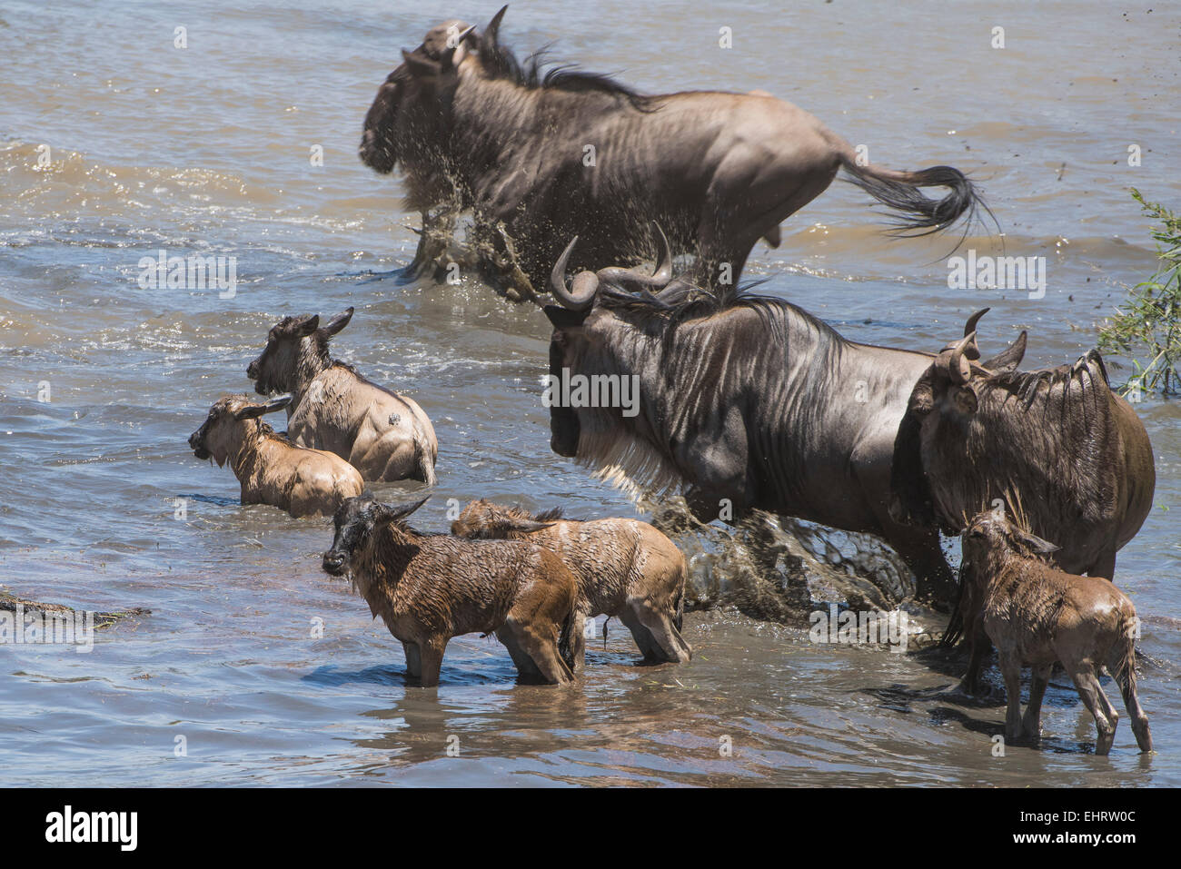 Gnu,Wilderbeest,Connochaetes taurinus,springing in a river, Stock Photo