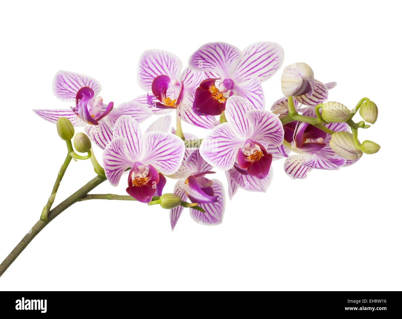 Pink orchid flowers isolated on white background Stock Photo - Alamy