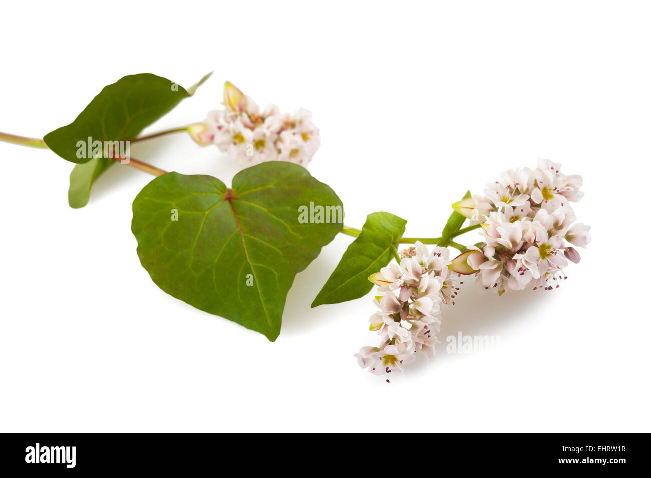 Buckwheat flowers isolated on white background Stock Photo - Alamy