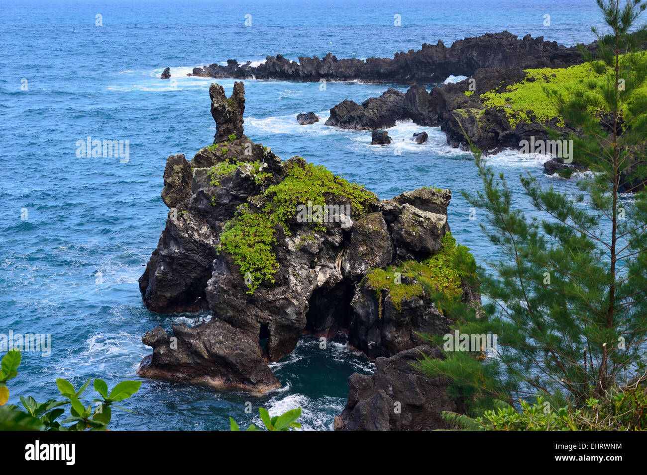 Seabird colony in Wai'anapanapa State Park, Hana Coast, Maui, Hawaii, USA Stock Photo