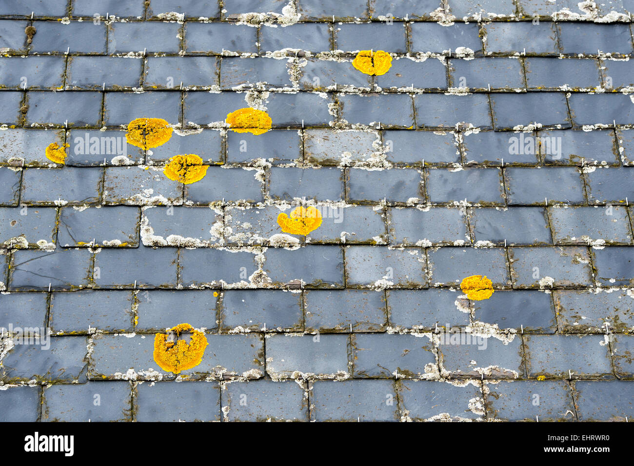 Lichen on slate roof tiles in Scotland Stock Photo Alamy