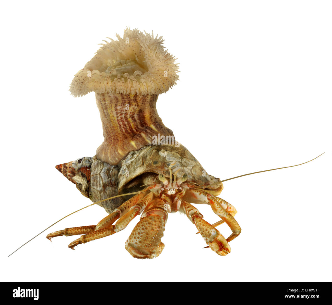Parasitica hi-res stock photography and images - Alamy