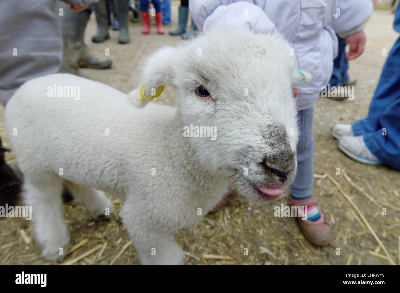 Lamb with tongue poking out cheekily Stock Photo