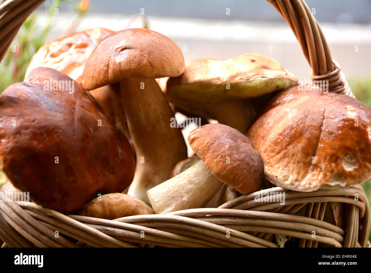 Porcini mushrooms in a basket Stock Photo Alamy