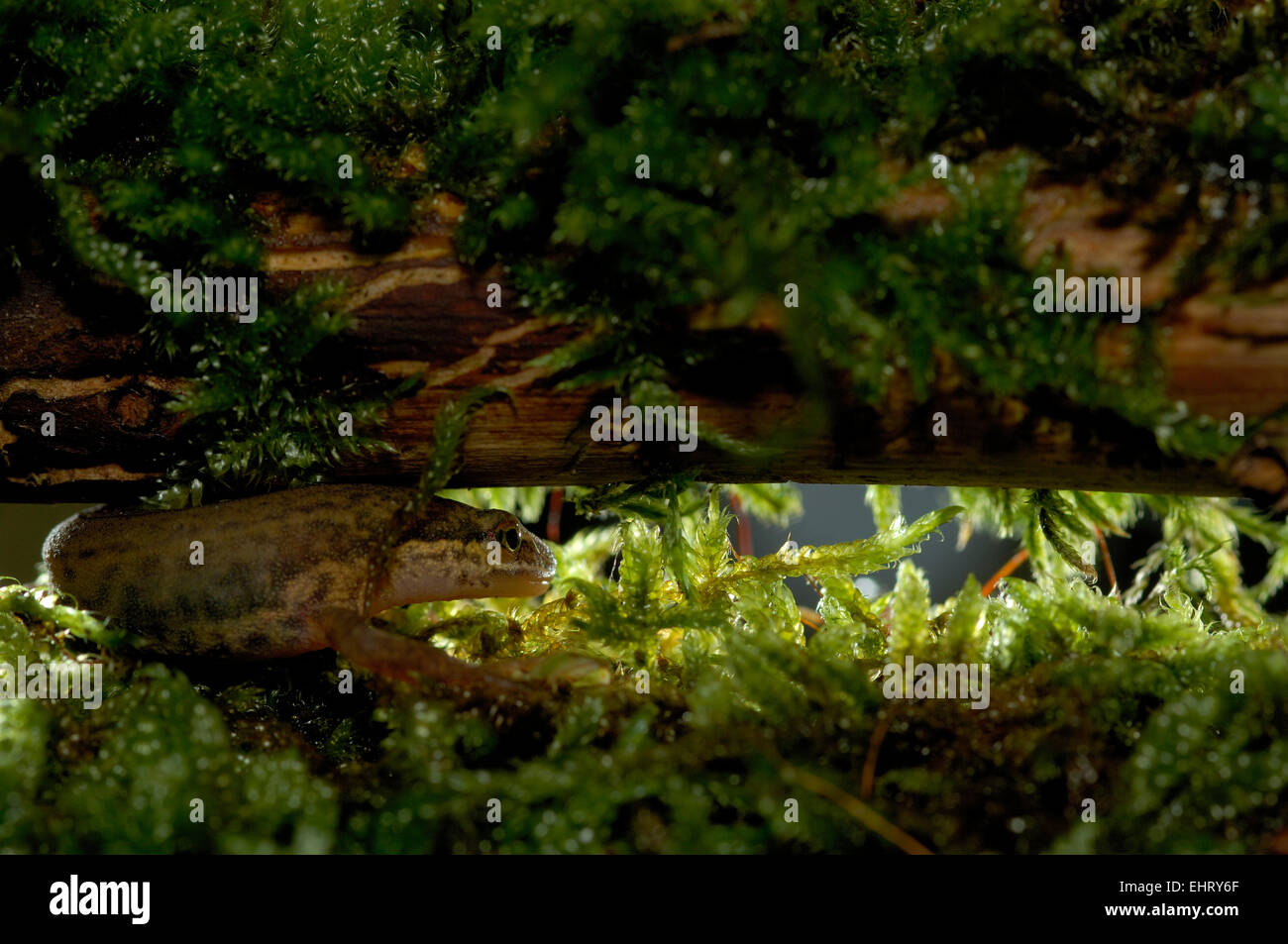 Palmate newt (Triturus helveticus) | Das Fadenmolch-Weibchen (Triturus helveticus) hat sein Laichgewässer verlassen und ist nun  Stock Photo