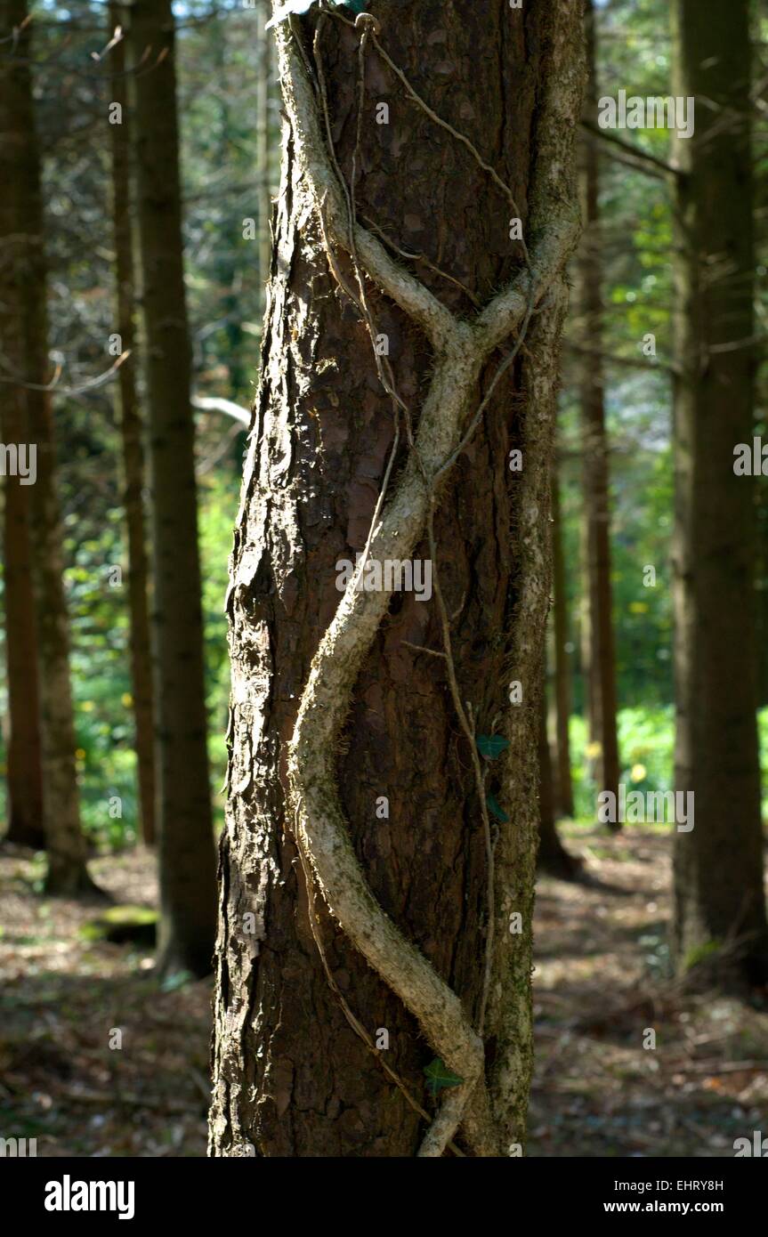 Vine wrapping itself around a tree in a forest of trees in the United Kingdom in early