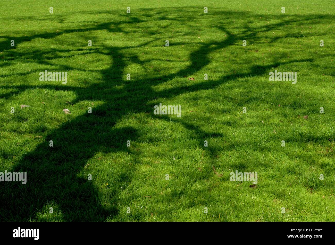 Tree shadow shape on the grassy undergrowth on a sunny day in the UK Stock Photo