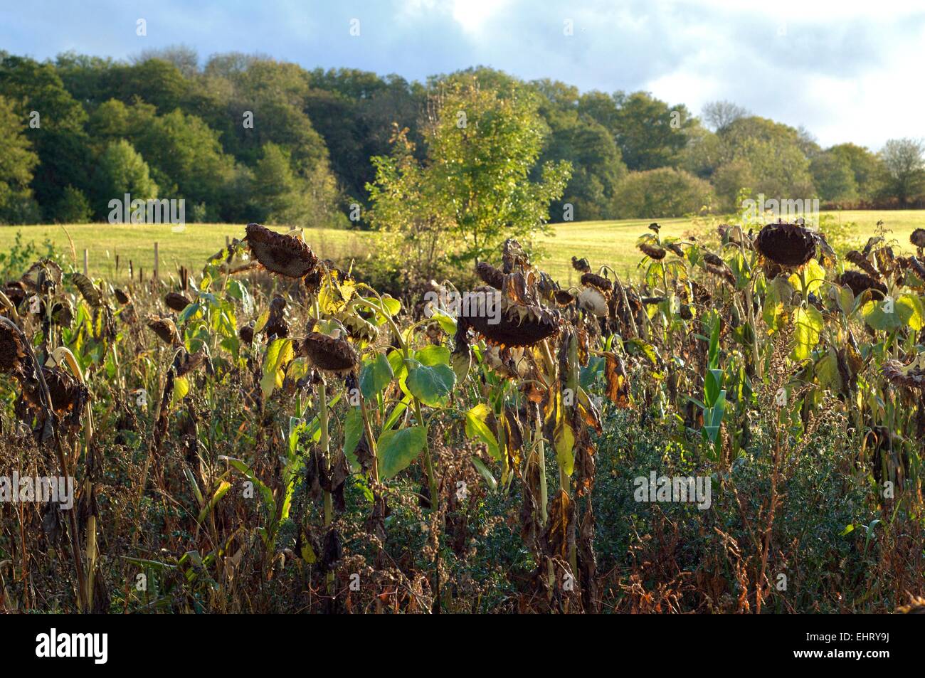 Dead sunflowers in a field in the United Kingdom in Autumn Stock Photo