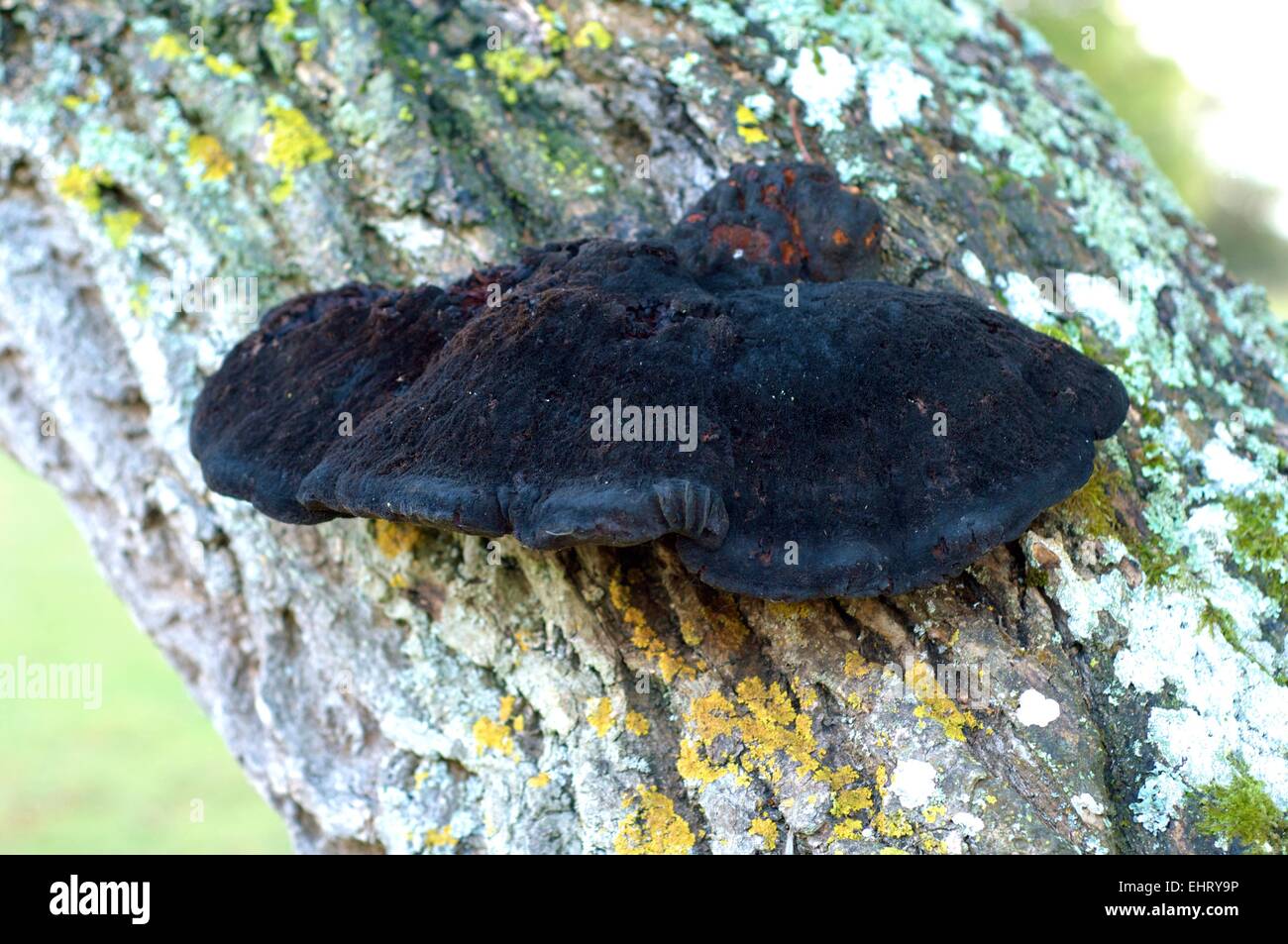 Close up of black fungus on a tree trunk with lichen on the bark Stock Photo