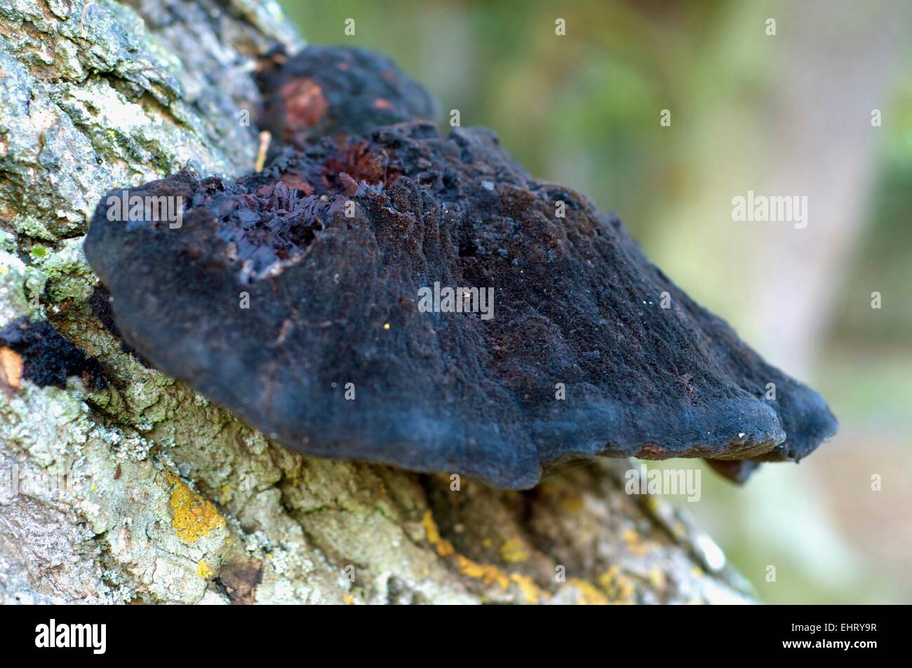 Close up of black fungus on a tree trunk with lichen on the bark Stock Photo