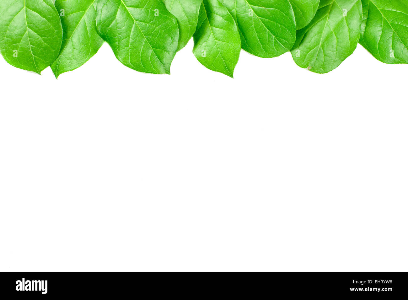 Fresh green leaves isolated on white background Stock Photo - Alamy