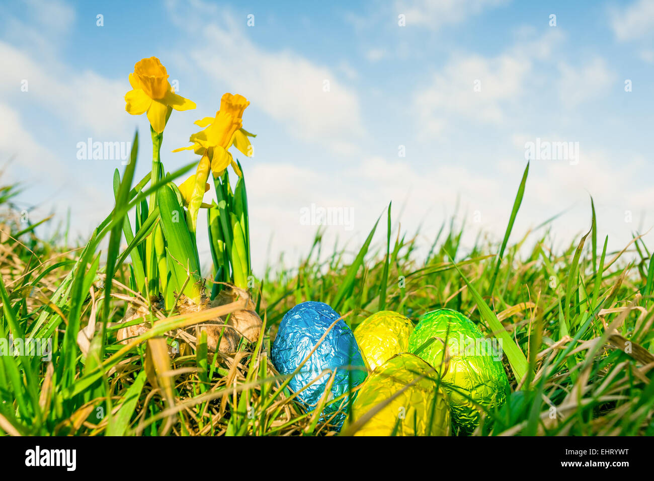 Easter eggs in grass with daffodils Stock Photo - Alamy