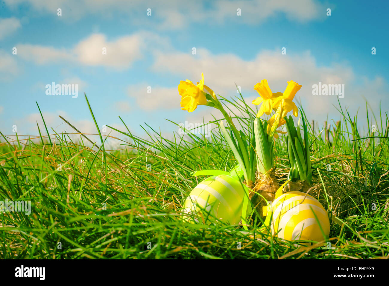 Easter eggs and yellow daffodils in green grass Stock Photo - Alamy