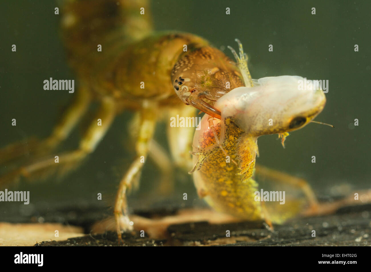 Great diving beetle larva (Dytiscus marginalis) eating Newt Larvae | Die großen Larven des Gelbrandkäfers (Dytiscus marginalis)  Stock Photo