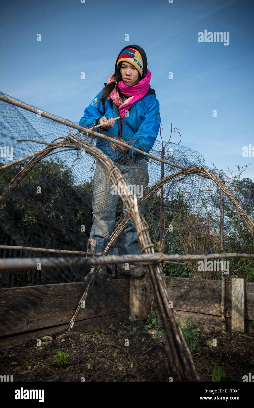 a woman fixes netting on a grow tunnel in the garden while wearing bright coloured closed Stock Photo