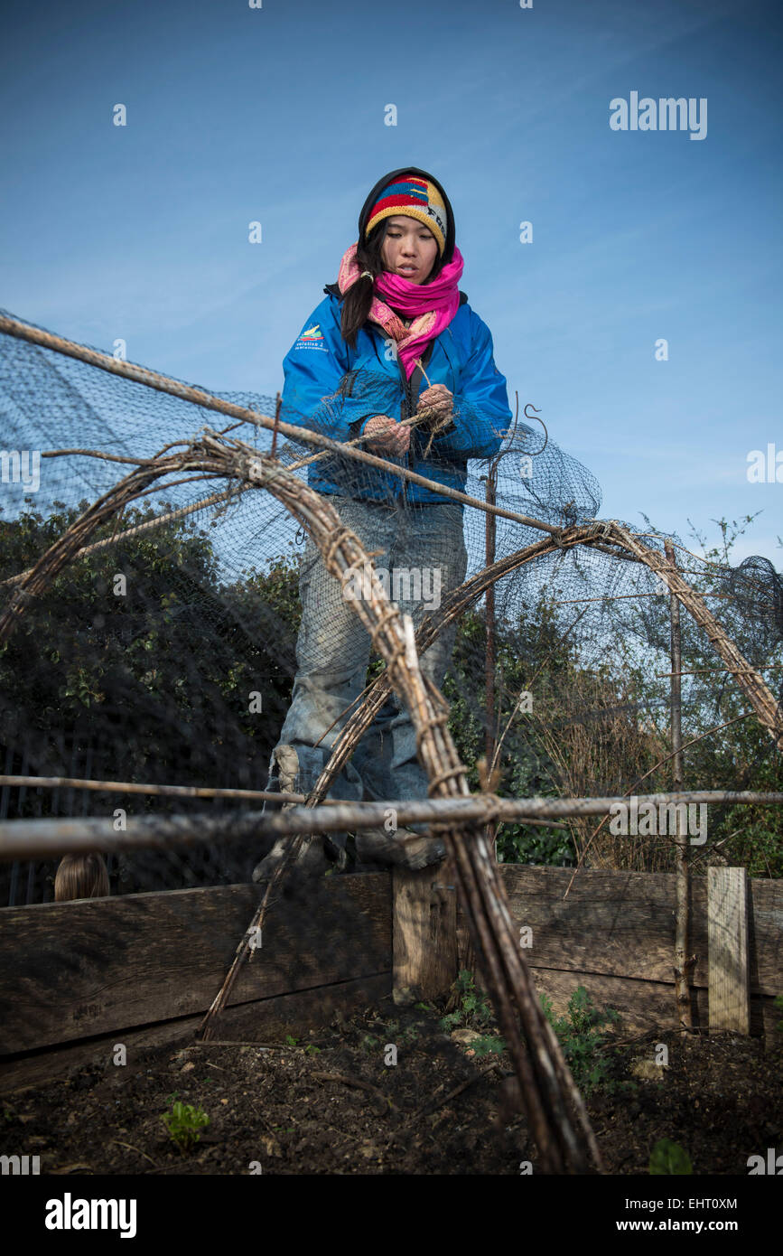 a woman fixes netting on a grow tunnel in the garden while wearing bright coloured closed Stock Photo