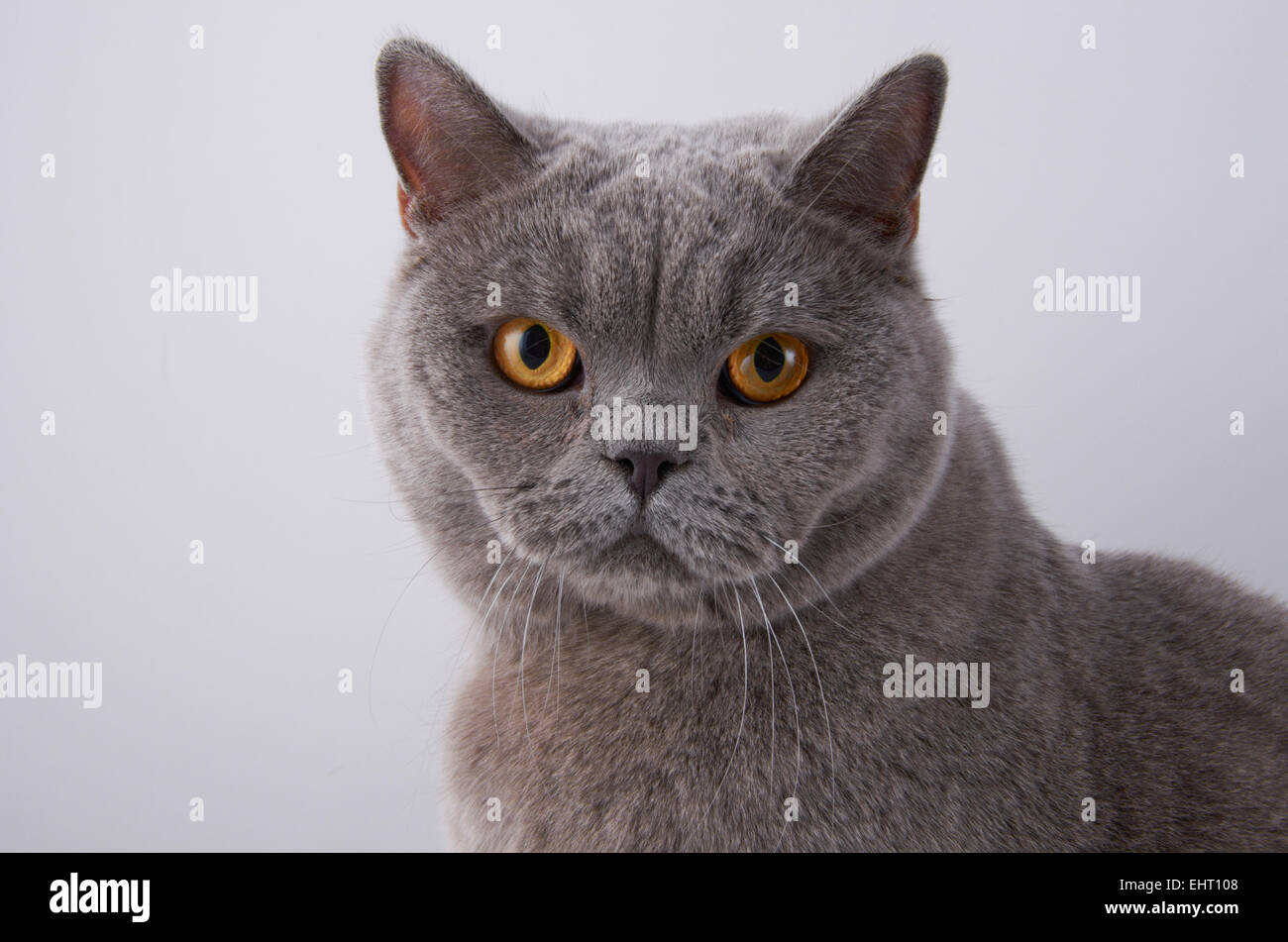 Classic 'British Blue' Shorthair pedigree cat at a cat show Stock Photo