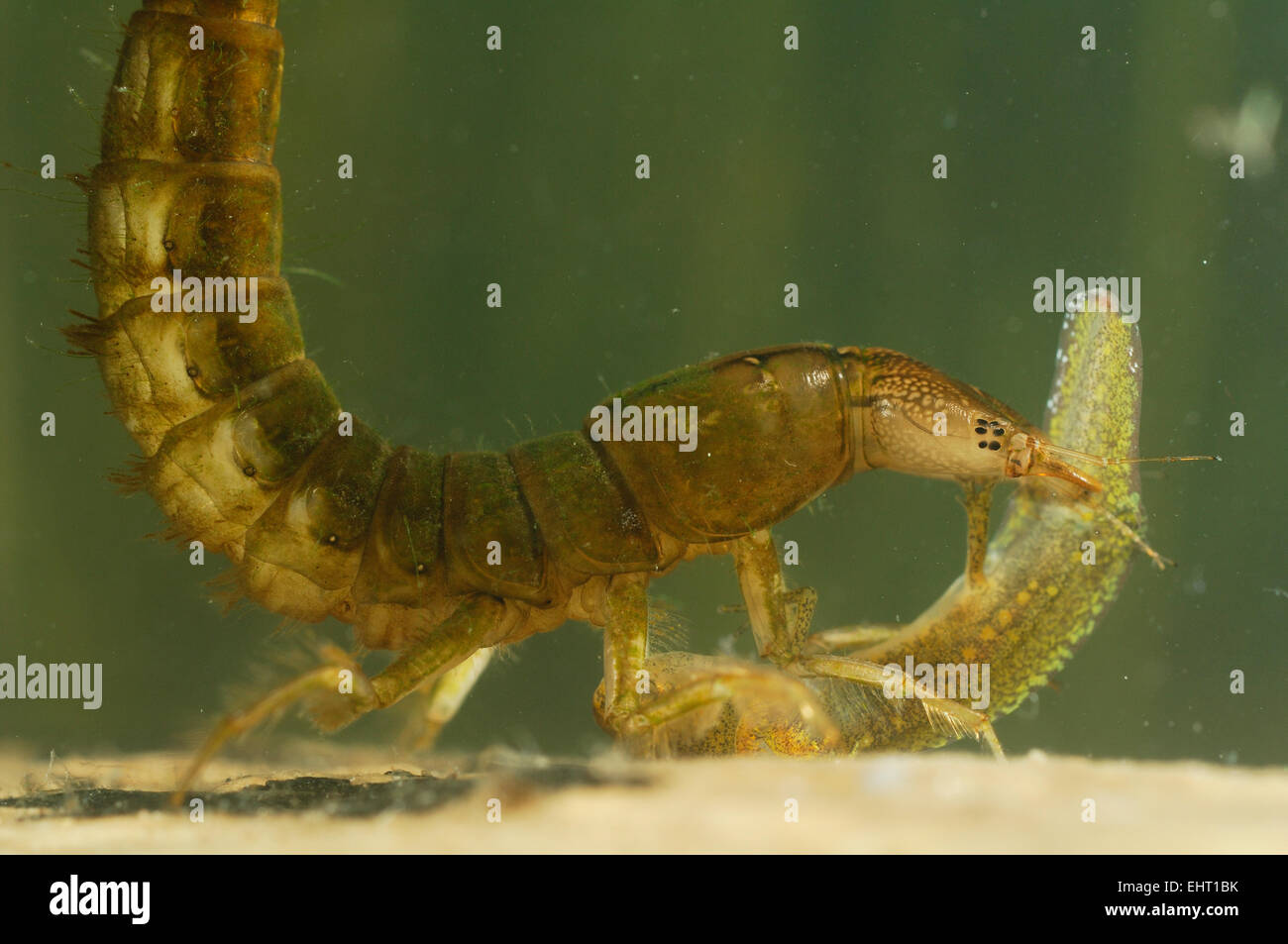 Great diving beetle larva (Dytiscus marginalis) eating Newt Larvae | Die großen Larven des Gelbrandkäfers (Dytiscus marginalis)  Stock Photo