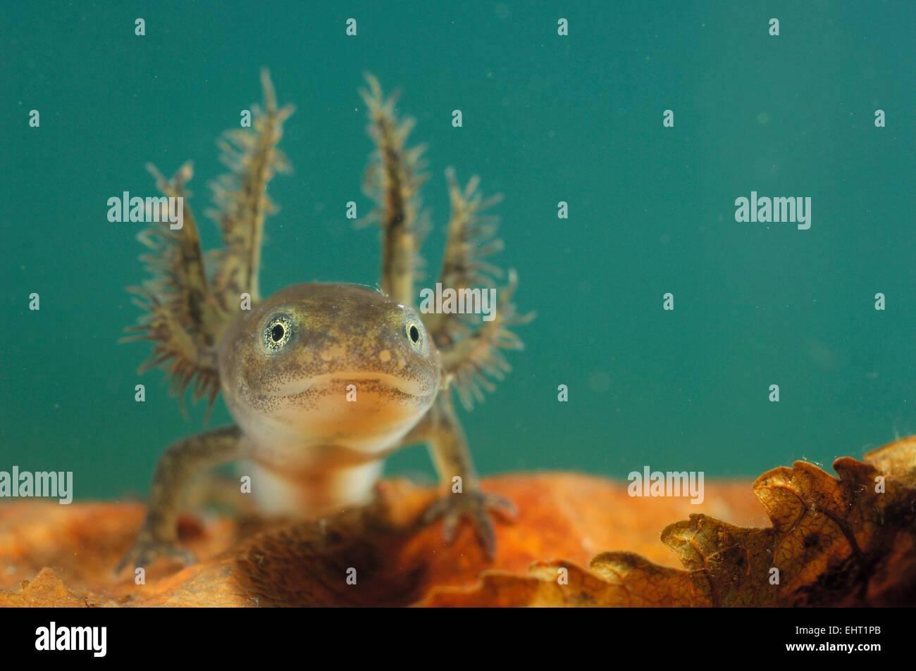 Larve Molch High Resolution Stock Photography And Images Alamy