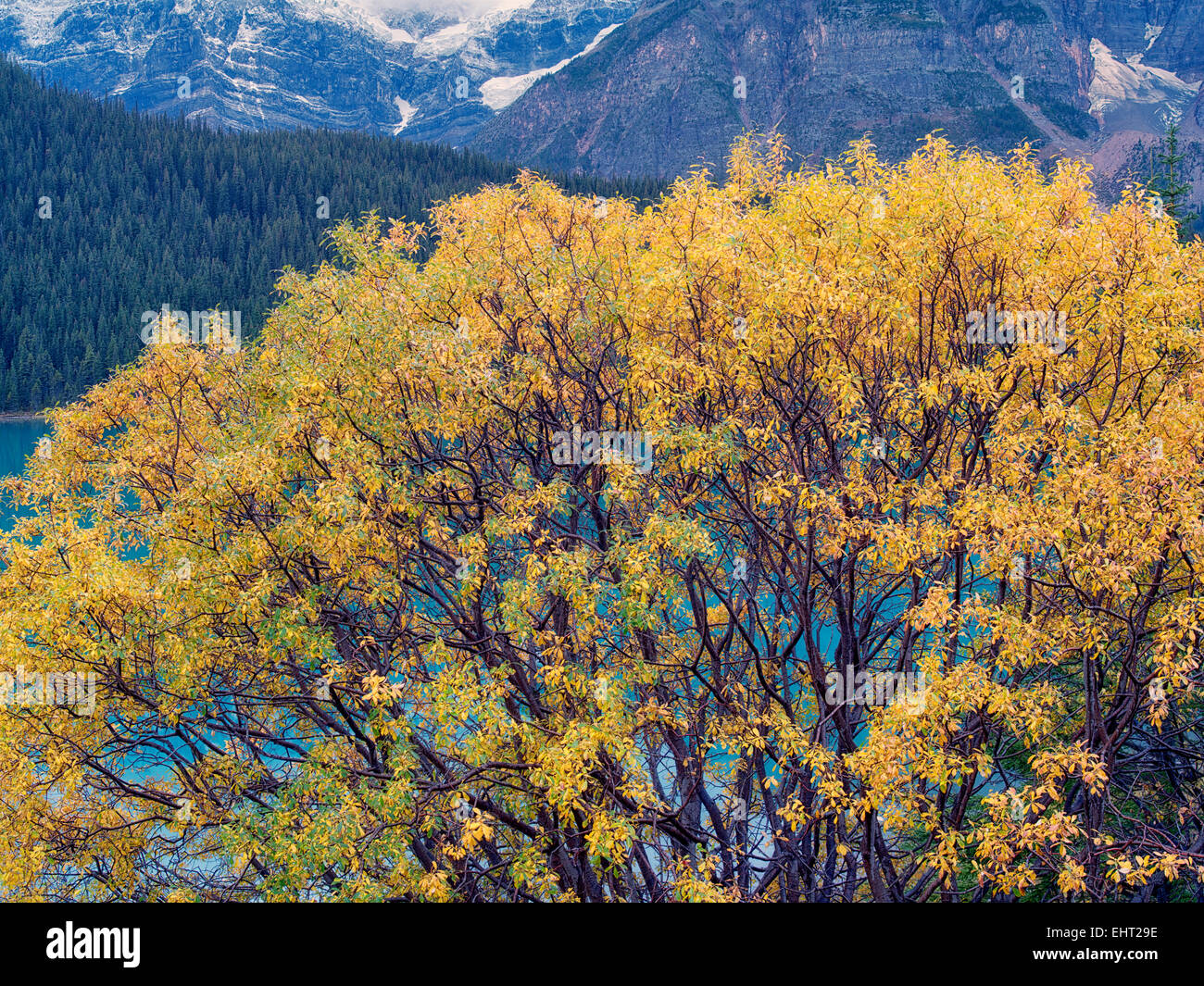 Willow tree in fall color and Waterfowl Lakes. Banff National Park