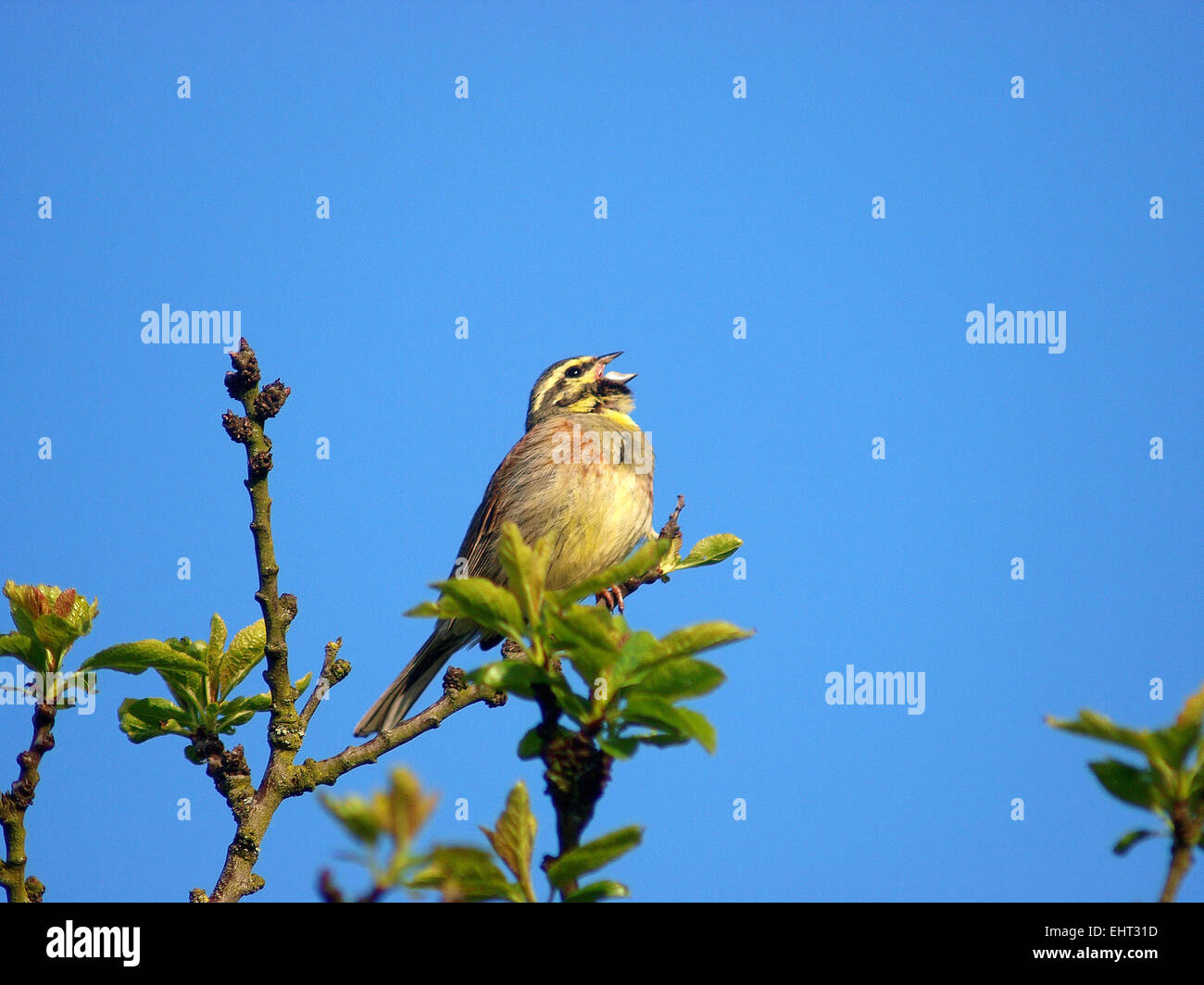 male in song against a blue sky. La Brenne, France, April 2008 Stock Photo