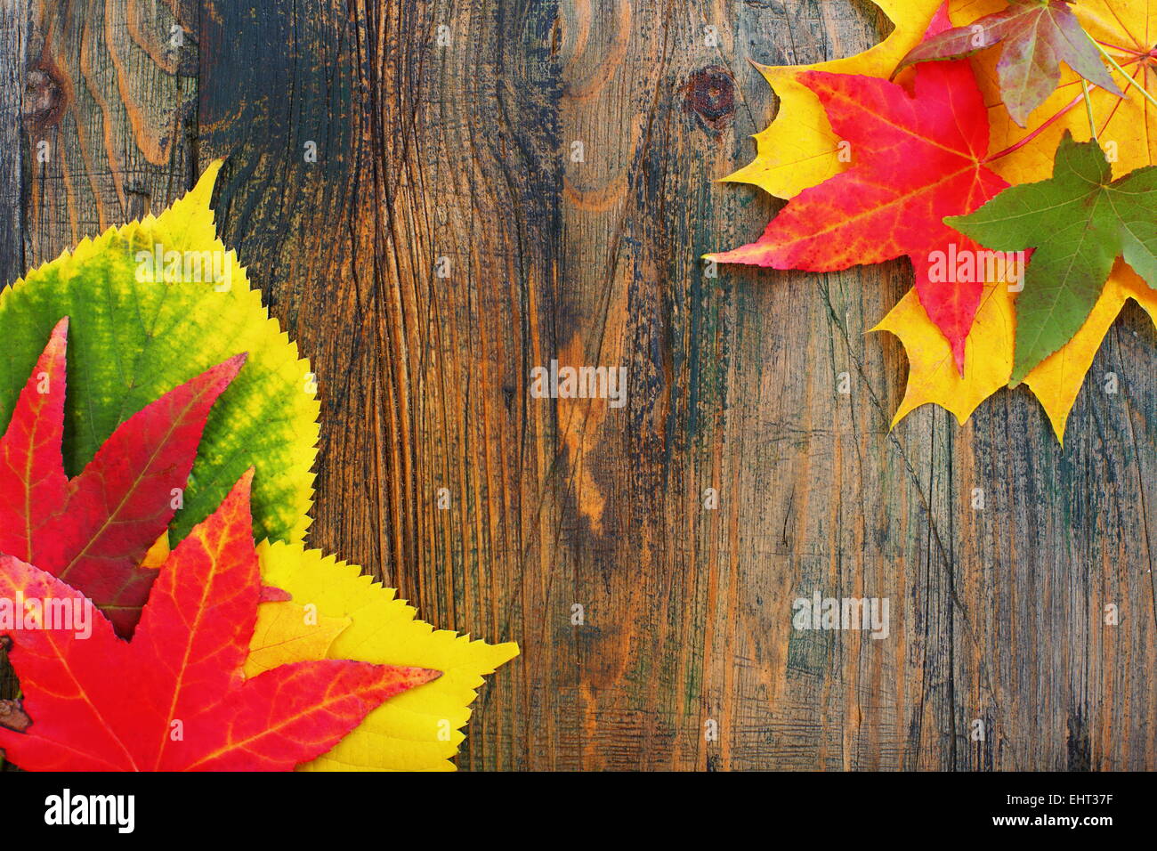 Red, yellow and green leaves. Stock Photo