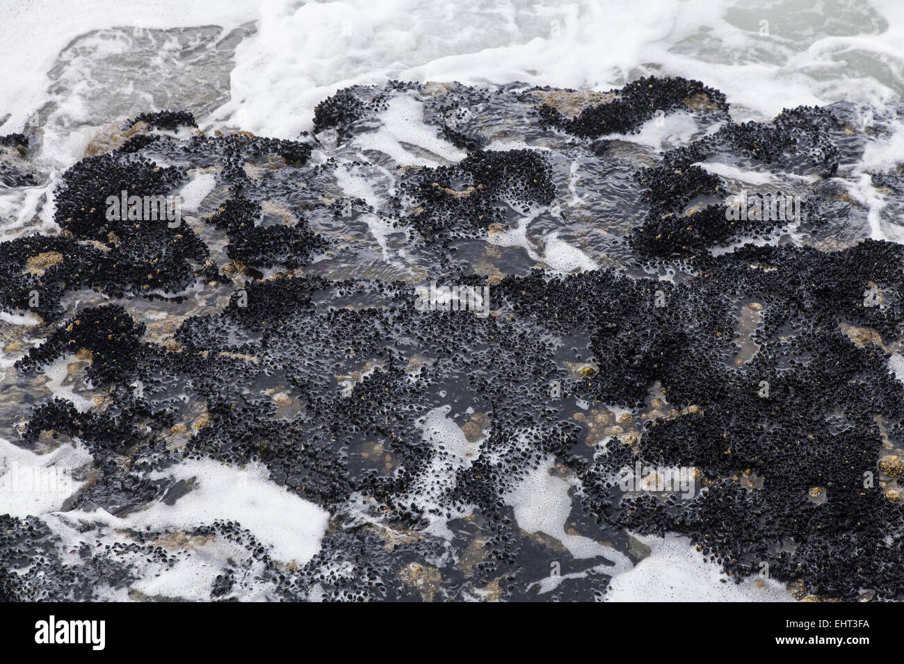 Mussels (Mytilus edulis) on rocks Stock Photo