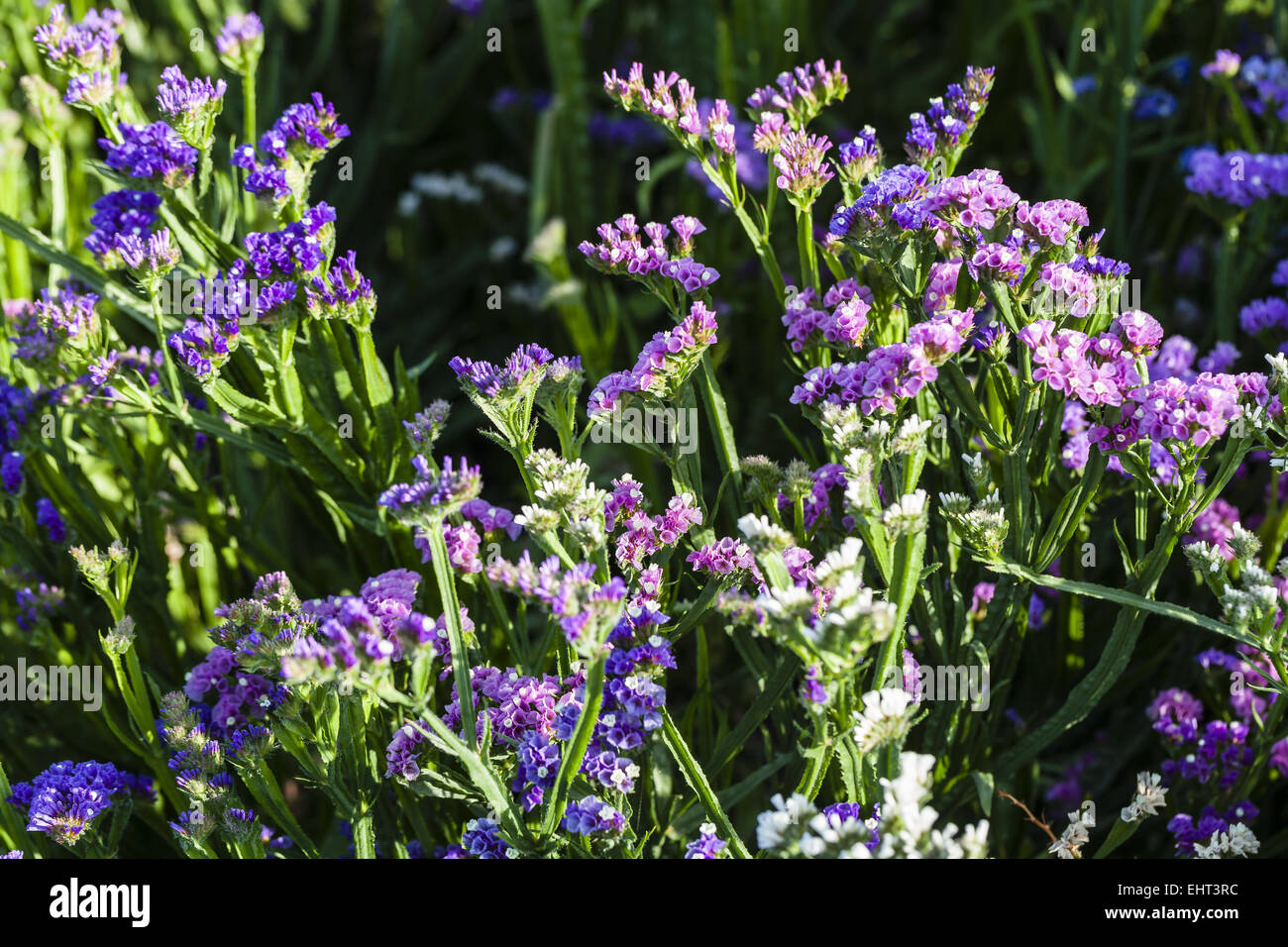 Winged beach lilac (Limonium sinuatum) Stock Photo