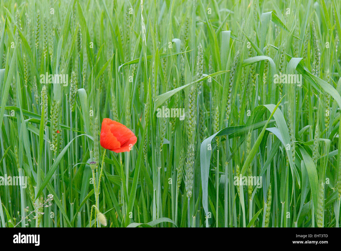 Poppy seedlings hires stock photography and images Alamy