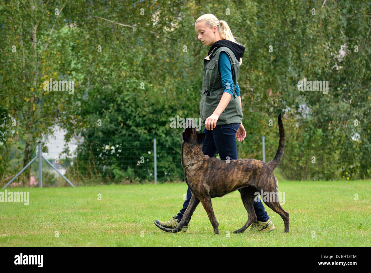 Dog trainer with Dutch Shepherd Stock Photo