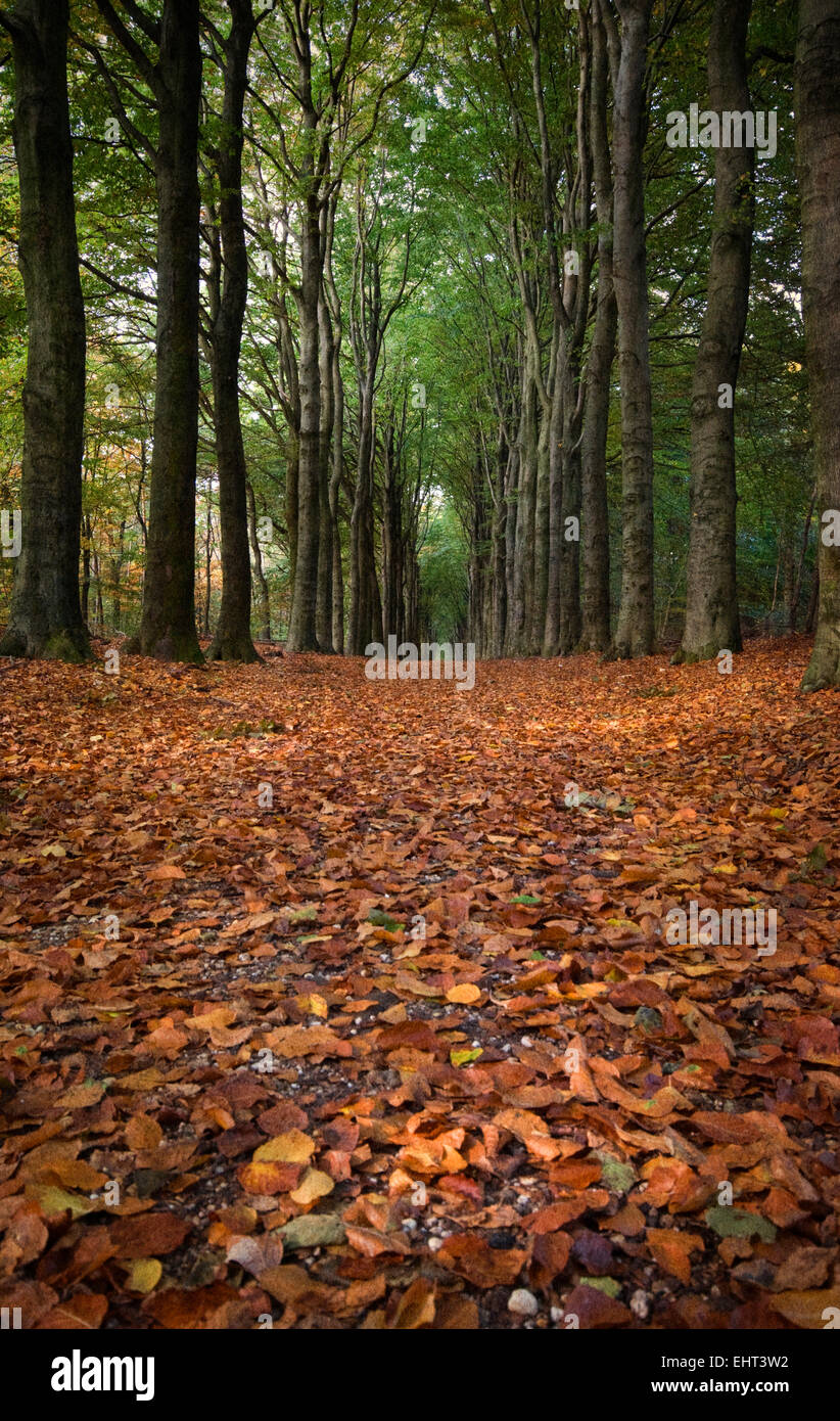 Autumn leaves on a forest floor Stock Photo - Alamy