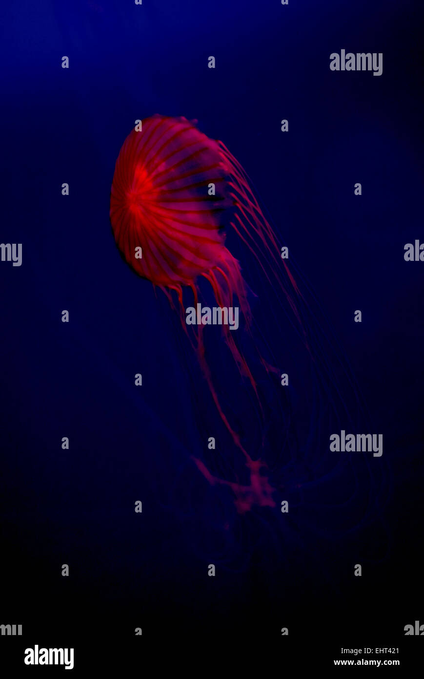 Jellyfish isolated against blue background Stock Photo - Alamy