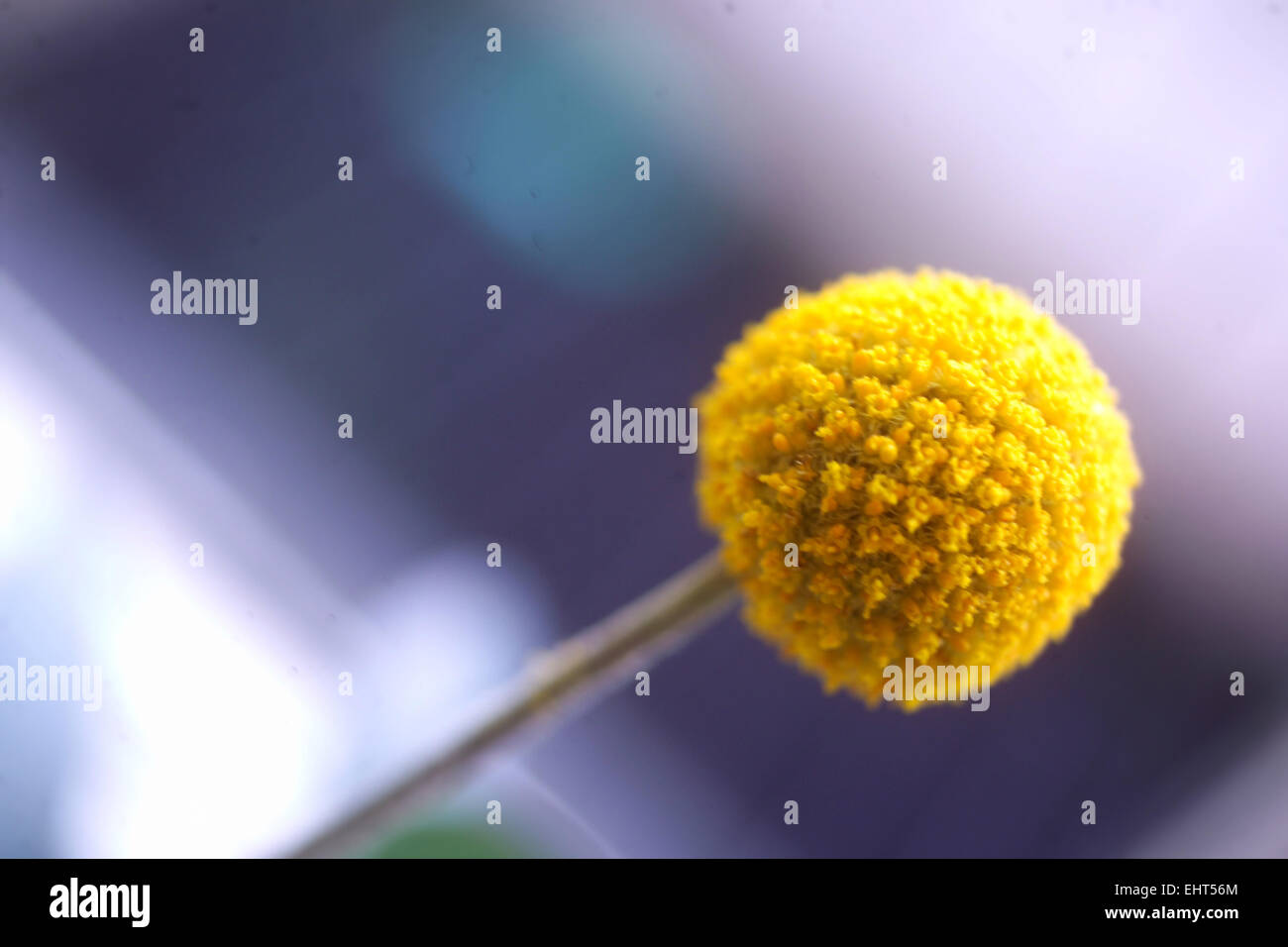 Billy buttons, Craspedia globosa / yellow globe , ball flower Stock Photo