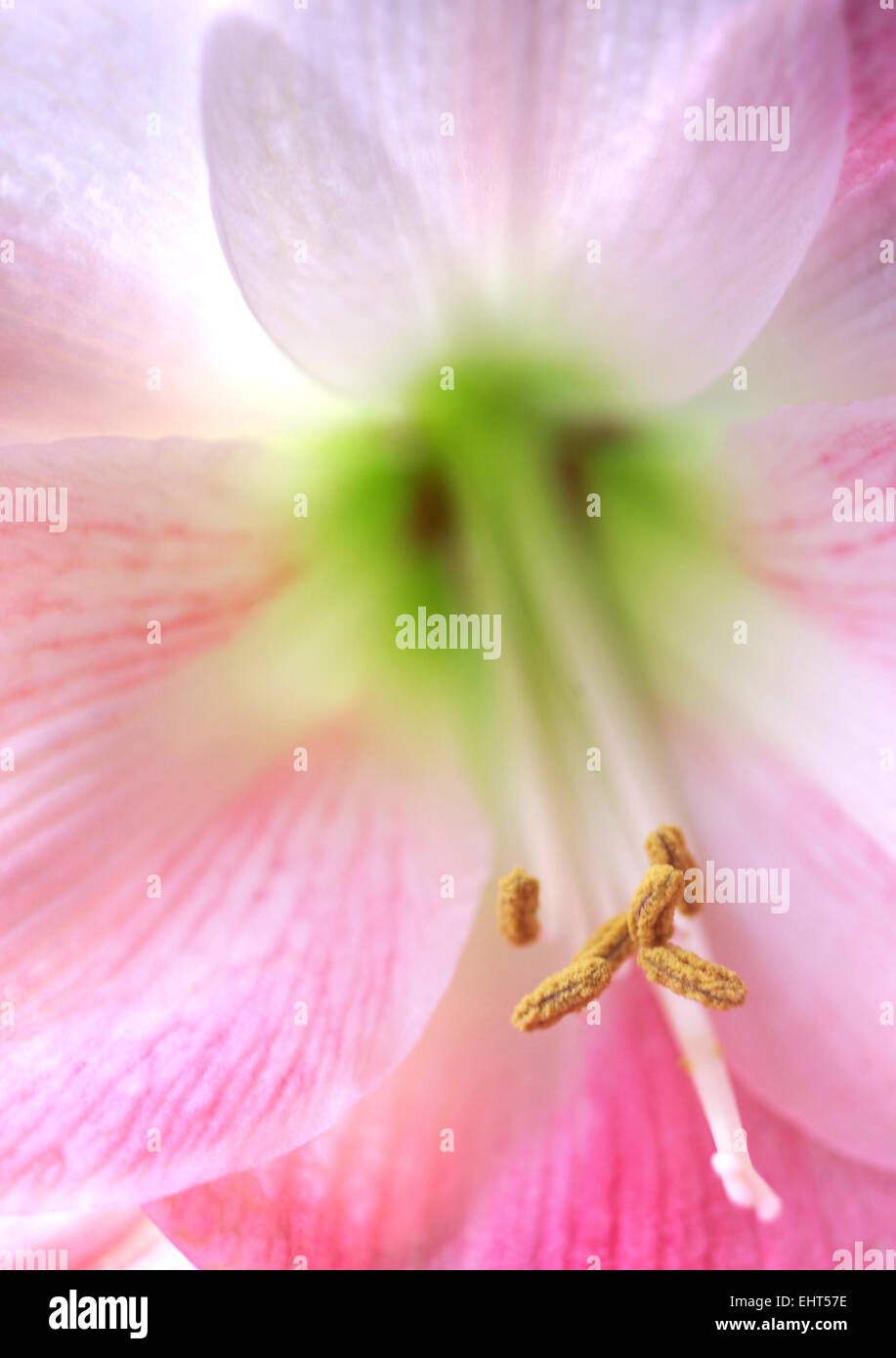 Pink Lily flower Stock Photo Alamy
