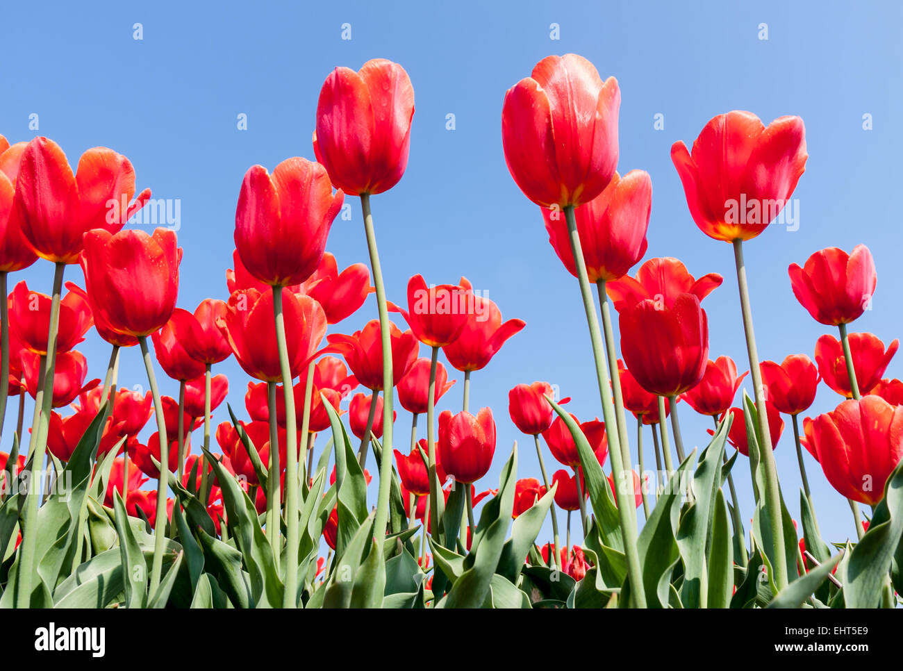 Beautiful red tulips against a blue sky Stock Photo - Alamy