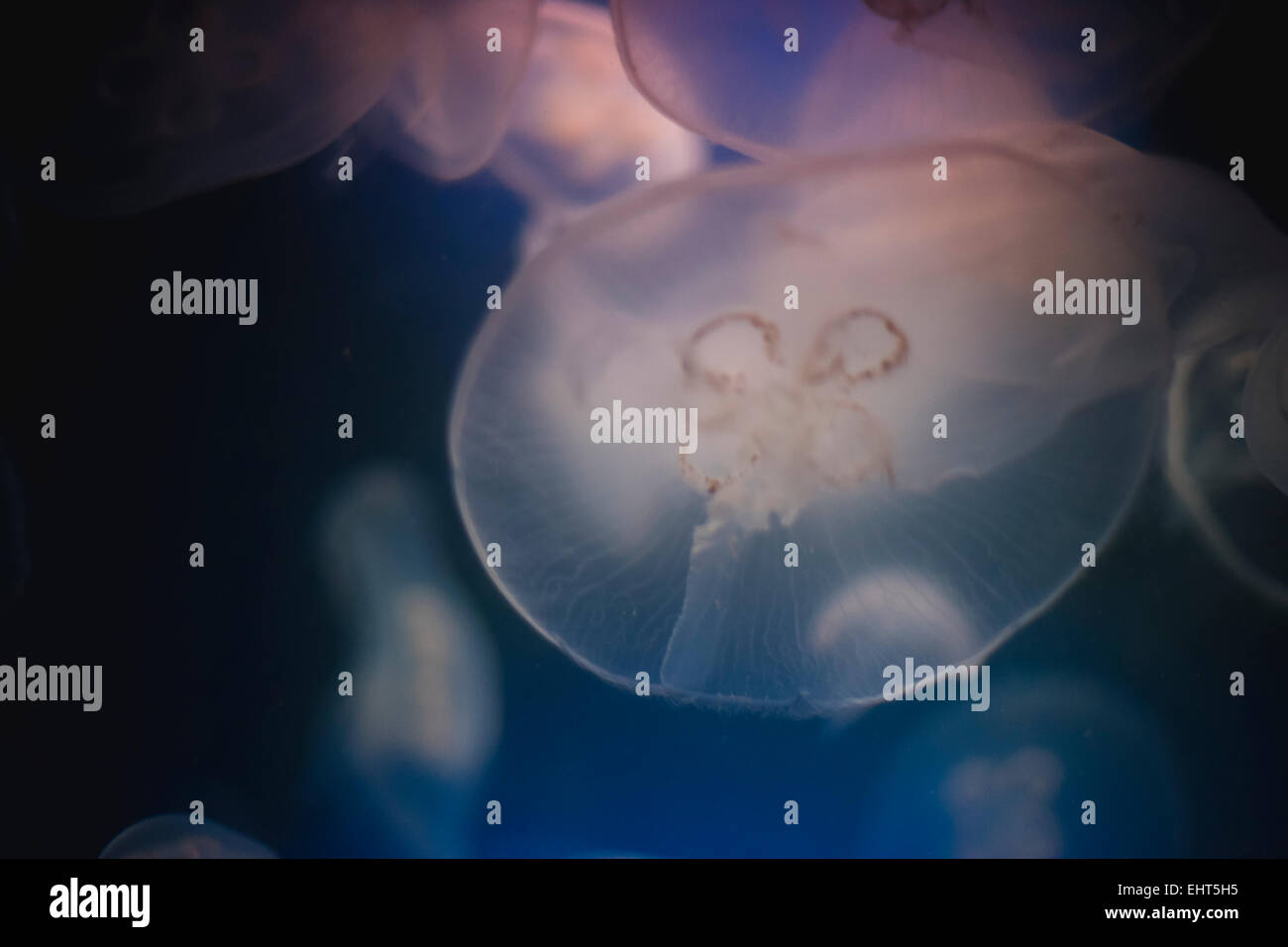 Swim, Jellyfish into deep blue water Stock Photo - Alamy