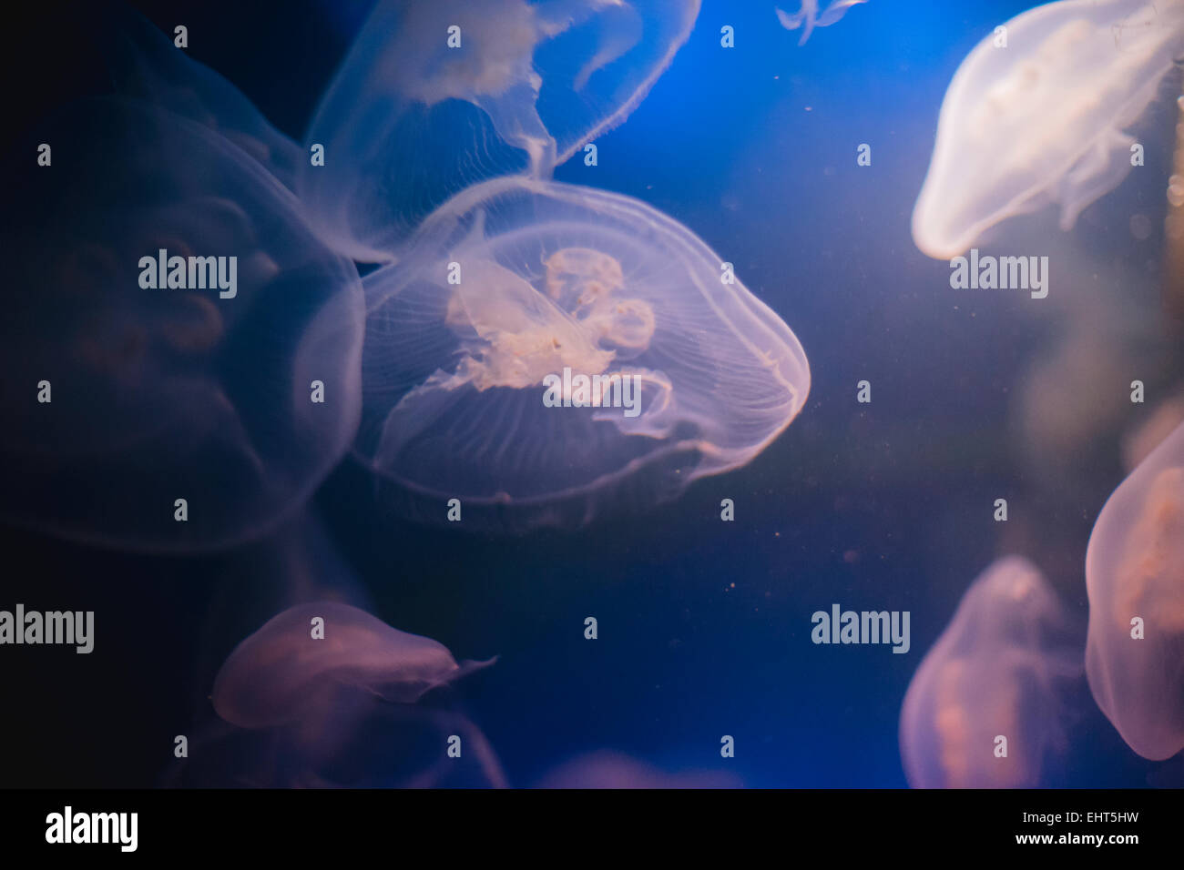 Swim, Jellyfish into deep blue water Stock Photo - Alamy