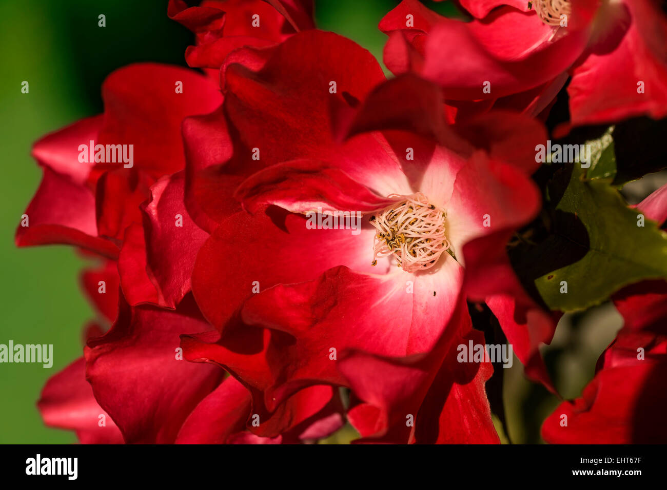 Crimson red single flowering garden rose. Stock Photo